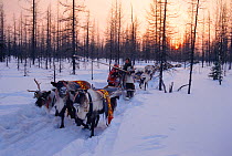 Nenets girl driving train of Reindeer / Caribou (Rangifer tarandus) sleds through forest, Yamal, Northwest Siberia, 1996. 40 BELOW bookplate.