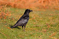 Carrion Crow (Corvus corone) on moorland, North Wales, UK, May