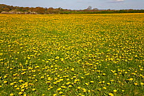 Dandelions (Taraxacum officinale) growing in field on organic livestock farm, Cheshire, UK, April 2011