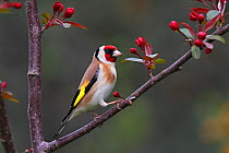 Goldfinch (Carduelis carduelis) perched in tree in garden, Cheshire, UK, April