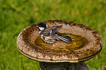 Great Tit (Parus major) bathing in bird bath in garden, Cheshire, UK, April