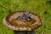 Great Tit (Parus major) bathing in bird bath in garden, Cheshire, UK, April