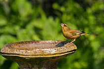 Male Greenfinch (Carduelis chloris) drinking at bird bath in garden, Cheshire, UK, April