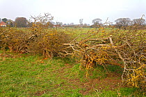 Newly cut and laid hedge made from old Hawthorn (Crataegus monogyna) trees on farmland, Cheshire, UK, March 2011