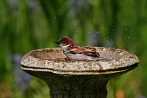 Male House Sparrow (Passer domesticus) bathing in bird bath in garden, Cheshire, UK, May