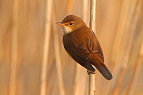 Reed Warbler (Acrocephalus scirpaceus) perched amongst reed stems, Cheshire, UK, April