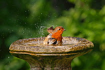 Robin (Erithacus rubecula) bathing in bird bath in garden, Cheshire, UK, April