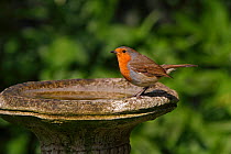 Robin (Erithacus rubecula) at bird bath to drink in garden, Cheshire, UK, April