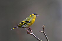 Male Siskin (Carduelis spinus) perched in woodland, North Wales, UK, April