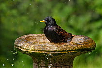 Starling (Sturnus vulgaris) bathing in bird bath in garden, Cheshire, UK, April