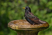 Starling (Sturnus vulgaris) bathing in bird bath in garden, Cheshire, UK, April