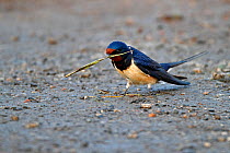 Swallow (Hirundo rustica) collecting nesting material, Wirral, Merseyside, UK, April