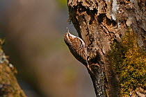 Tree Creeper (Certhia familiaris) singing on treetrunk in woodland, North Wales, UK, May