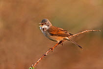 Male Whitethroat (Sylvia communis) perched, singing on territory, Cheshire, UK, May