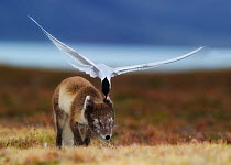Arctic tern (Sterna paradisaea) attacking an Arctic Fox (Vulpes / Alopex lagopus) protecting its nest site, Spitsbergen, Svalbard, Norway. Highly commended, MAMMALS,  GDT 2011 competition