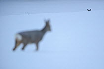 Roe deer (Capreolus capreolus) in foreground with second deer on horizon in snow, Estonia, December. Highly commened in  CREATIVE VISIONS OF NATURE category, 2011 WILDLIFE PHOTOGRAPHER OF THE YEAR COM...