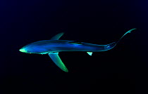 Great Blue Shark (Prionace glauca), dorsal view against dark water. Over 20 million Blue Sharks are fished annually, as bycatch and due to the high value of their fins. Azores, North Atlantic, Septemb...
