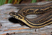 Gulf Salt-Marsh Snake (Nerodia clarki clarki) portrait. Western Peninsular, Florida, USA, August.