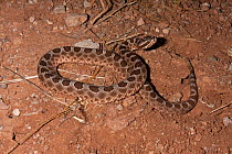 Western Massasauga Rattlesnake (Sistrurus catenatus). Arizona, USA, September.