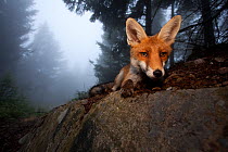 Red Fox (Vulpes vulpes) vixen on a misty day in woodland, Black Forest, Germany, July. Runner-up in Animal Portraits category, Wildlife Photographer of the Year competition 2011. Winner of Fritz Polki...