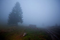 Badger (Meles meles) foraging on a misty day in woodland clearing, Black Forest, Germany. Highly commended in Animals in their Environment category, Wildlife Photographer of the Year 2011 competition