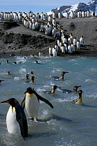 King penguins (Aptenodytes patagonicus) crossing water to reach breeding site, South Georgia. Taken on location for BBC Frozen Planet series, 2008