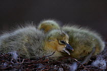Snow geese goslings (Chen caerulescens) taken on location for BBC Frozen Planet series, 2008