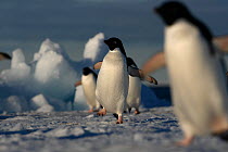Adelie penguins (Pygoscelis adeliae) marching to breeding site, Antarctica. Taken on location for BBC Frozen Planet series, 2010