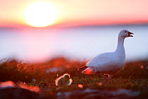Snow goose with gosling (Chen caerulescens) at sunset. Taken on location for BBC Frozen Planet series, 2008