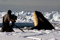 Filming on the Antarctic sea-ice at the edge of a small hole. A cameraman gets a shock when a Killer whale (Orcinus orca) mother and calf explode out of the water in front of his face.  Taken on locat...