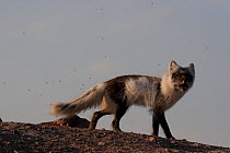 Arctic fox (Vulpes lagopus) irritated by moquitoes, taken on location for BBC Frozen Planet series, 2008