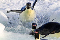 Emperor penguins (Aptenodytes forsteri) explode out of the water, returning to breed at Cape Washington, Antarctica.  Taken on location for BBC Frozen Planet series, 2009