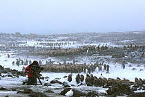 Cameraman Martyn Colbeck filming King penguin (Aptenodytes patagonicus) chick creche / breeding colony, South Georgia. Taken on location for BBC Frozen Planet series, 2008