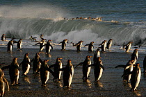 King penguins (Aptenodytes patagonicus) heading out to sea, crossing tidal surf to feed in the open seas, South Georgia. Taken on location for BBC Frozen Planet series, 2008