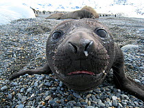 Southern elephant seal (Mirounga leonina) pup on beach, looking into lens, South Georgia.  Taken on location for BBC Frozen Planet series, 2008