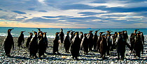 King penguins (Aptenodytes patagonicus) on beach, South Georgia.  Taken on location for BBC Frozen Planet series, 2008