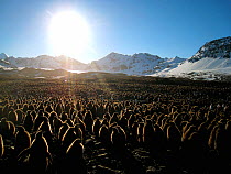 King penguin (Aptenodytes patagonicus) chicks in mass breeding colony, St Andrews Bay, South Georgia.  Taken on location for BBC Frozen Planet series, 2008