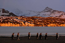 King penguins (Aptenodytes patagonicus) walk along beach, South Georgia. Taken on location for BBC Frozen Planet series, 2008