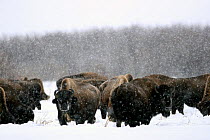 Herd of Bison (Bison bison) feeding in snow in Arctic Circle, Northern Canada.  Taken on location for BBC Frozen Planet series, 2009