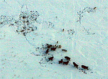 Aerial view of pack of Timber wolves (Canis lupus) after successful Bison (Bison bison) hunt, Arctic circle in Northern Canada. Taken on location for BBC Frozen Planet series, 2009