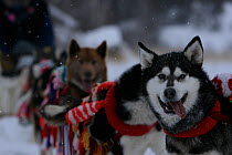 Husky dogs (Canis familiaris) linked to sledge, Northern Canada. Taken on location for BBC Frozen Planet series, 2009