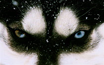 Close up of Husky dog eyes (Canis familiaris), note the different eye colour, Northern Canada. Taken on location for BBC Frozen Planet series, 2009