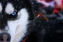Husky dog (Canis familiaris) Northern Canada, taken on location for BBC Frozen Planet series, 2009