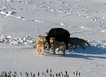 Aerial view of Timber wolves (Canis lupus) attacking a Bison calf (Bison bison) on the Arctic circle in Northern Canada.  Taken on location for BBC Frozen Planet series, 2009