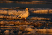 Snow geese (Chen caerulescens) standing on ice, Arctic. Taken on location for BBC Frozen Planet series, 2008