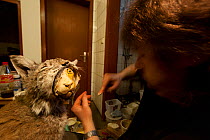 Taxidermist working on mounting the skin of a dead Lynx (Lynx lynx) that had been run over, commissioned by the Forest Research Institute, Freiberg, The Black Forest, Germany.  Highly commended, Man a...