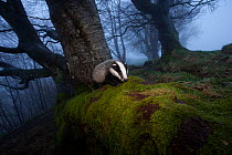 Young Badger (Meles meles) foraging in woodland on edge of woodland, The Black Forest, Germany, May
