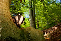 Young Badger (Meles meles) behind trunk of a Beech tree, Black Forest, Germany, April