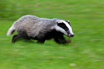 Badger (Meles meles) running,  Black Forest, Germany, May