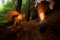 Red fox (Vulpes vulpes) vixen 'Sophie' became accustomed to the the photographer and would allow him to walk through forest beside her, Black Forest, Germany, July. Winner of the Fritz Polking portfol...